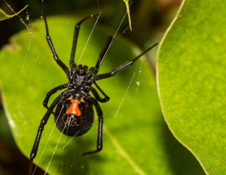 black widow identification