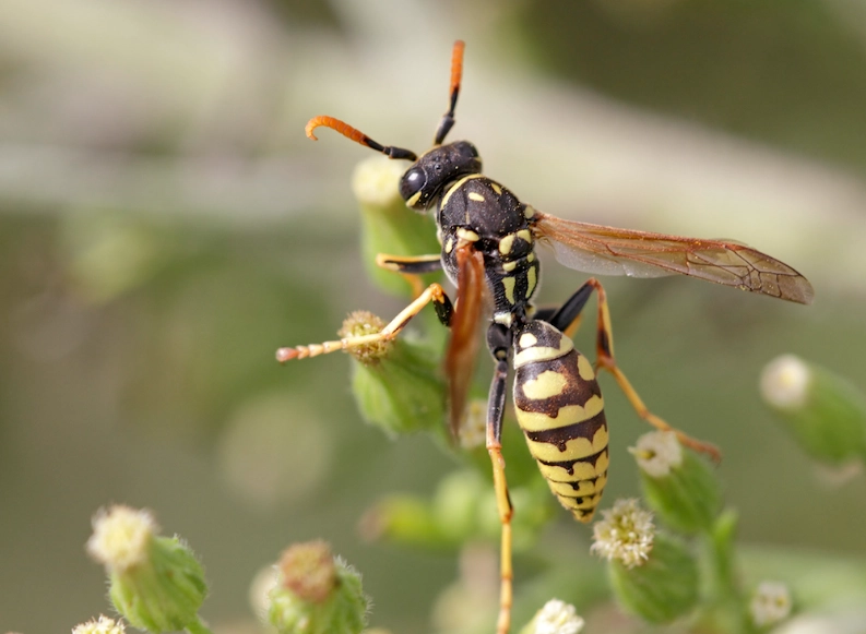 yellow jacket nest removal