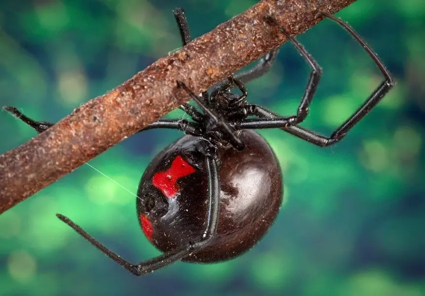 black widow bite