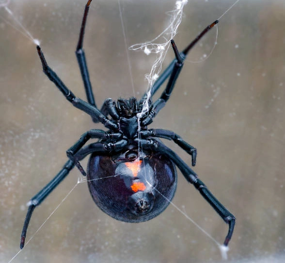black widow identification