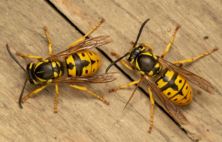 yellow jacket nest removal