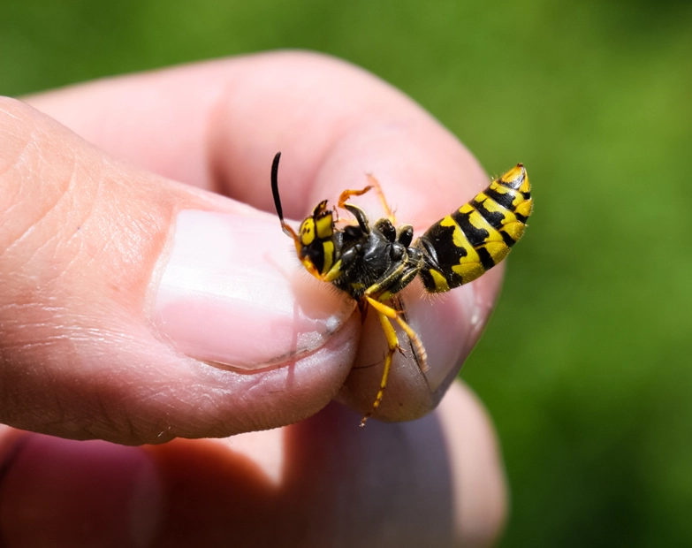 how to get rid of yellow jackets