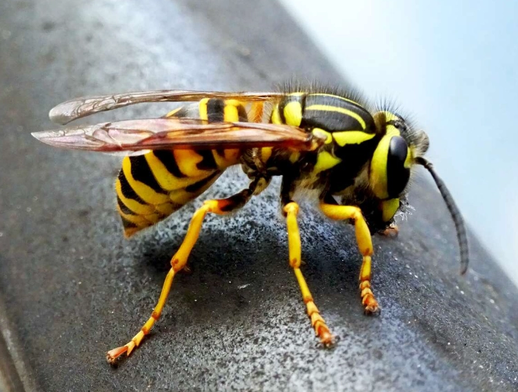 yellow jacket sting treatment