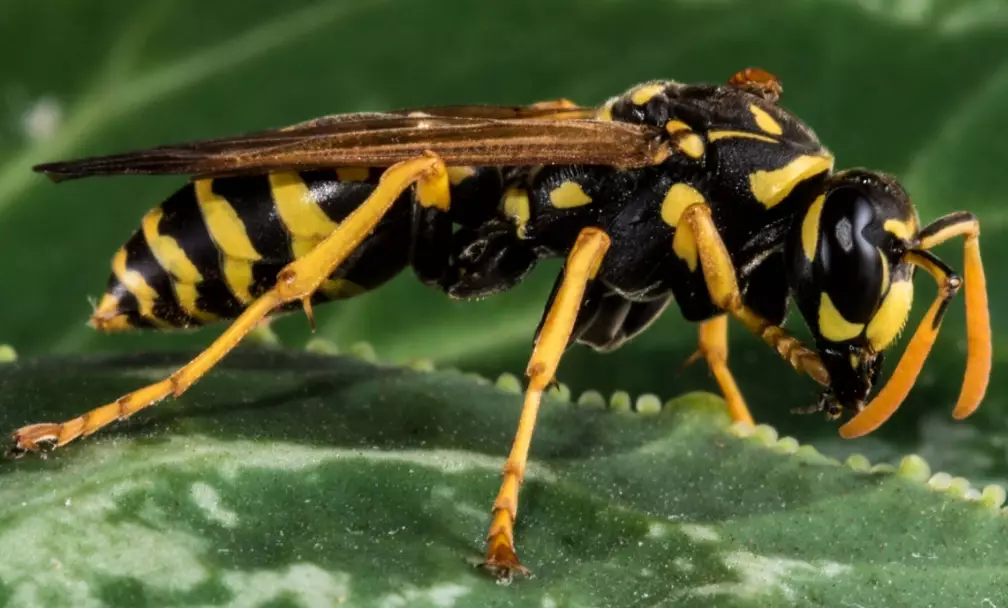 yellow jacket sting treatment