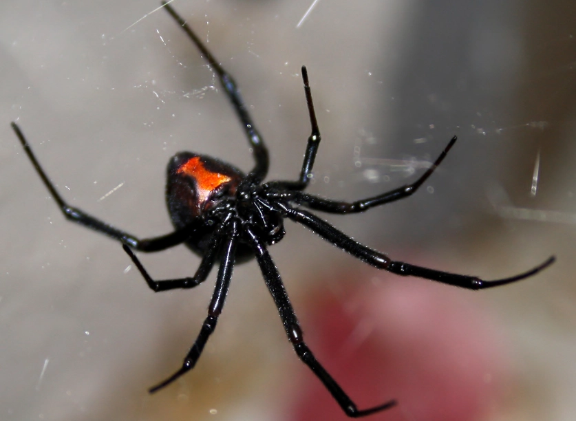 black widow spider