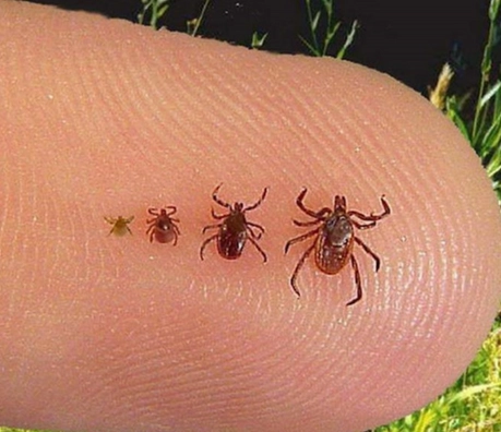 how to prevent tick bites