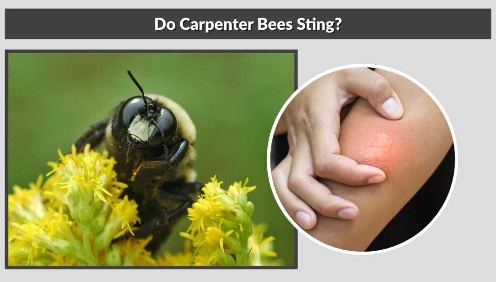 carpenter bee sting