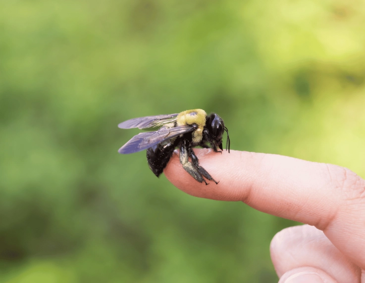 female carpenter bee aggression