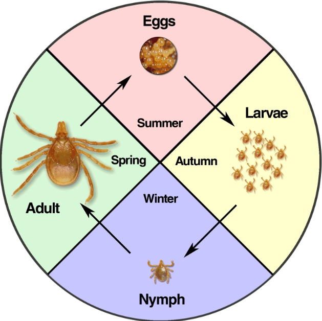 how to prevent tick bites