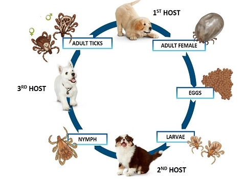 tick life cycle stages