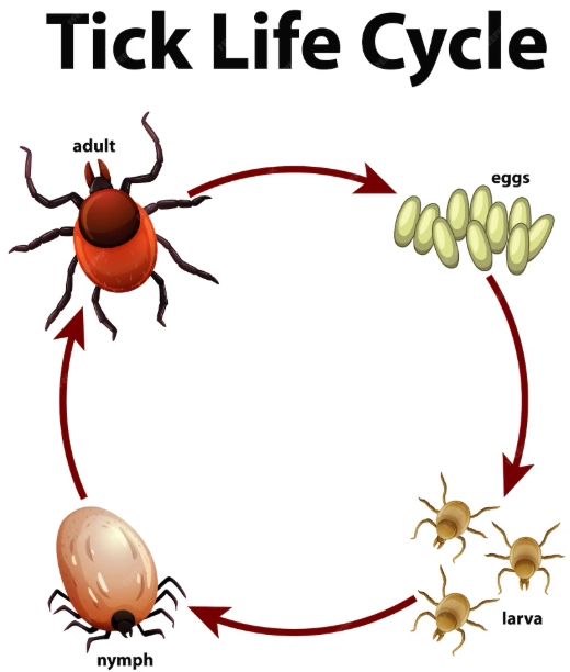 tick life cycle stages