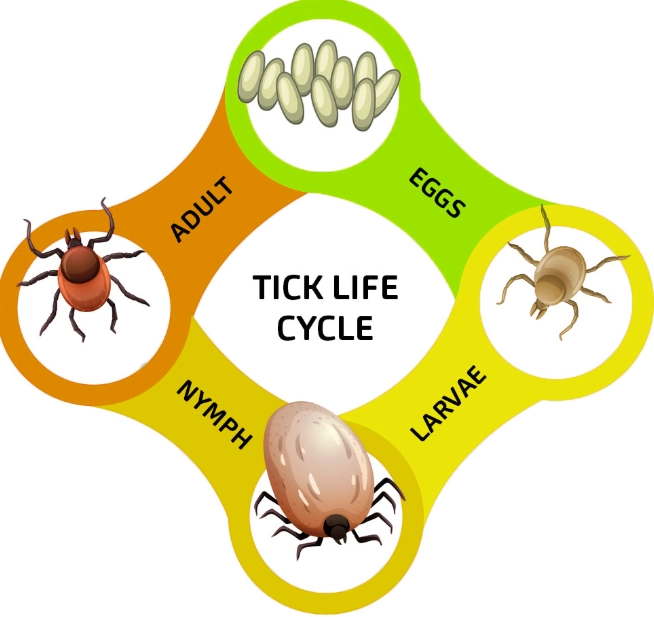 types of ticks