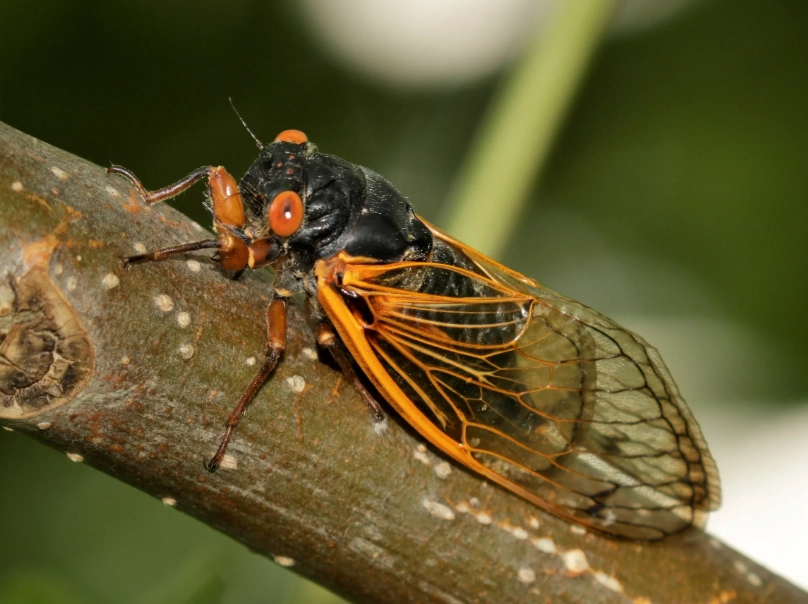 cicadas 2024