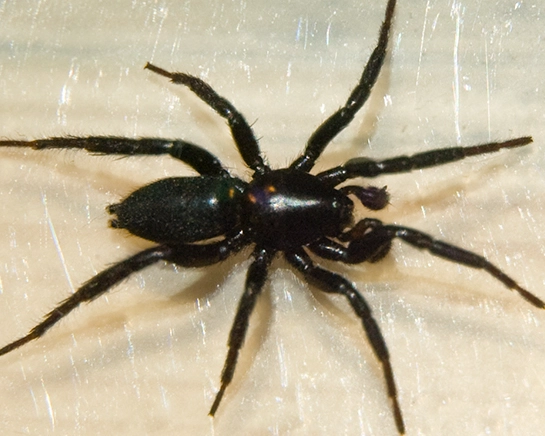 how to get rid of small black spiders how to get rid of small black spiders