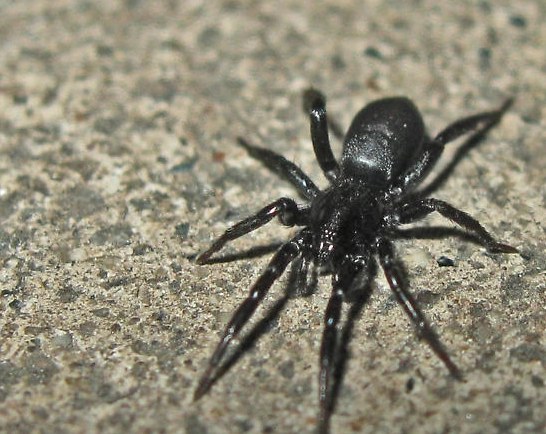 black house spider black house spider
