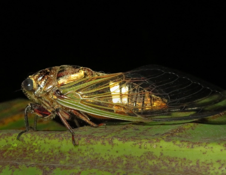 periodical cicadas