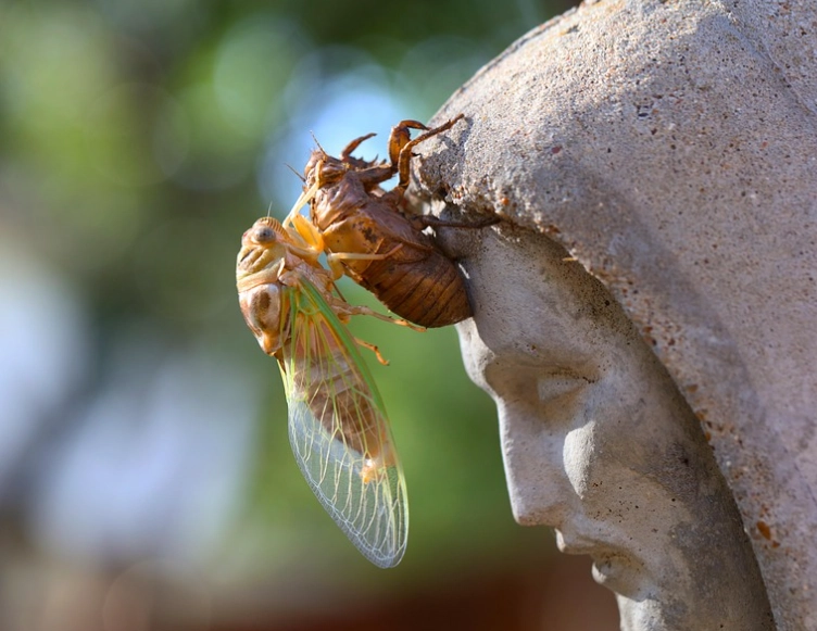 how to get rid of cicadas