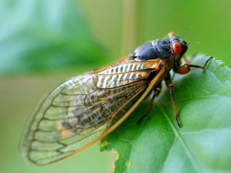 periodical cicadas