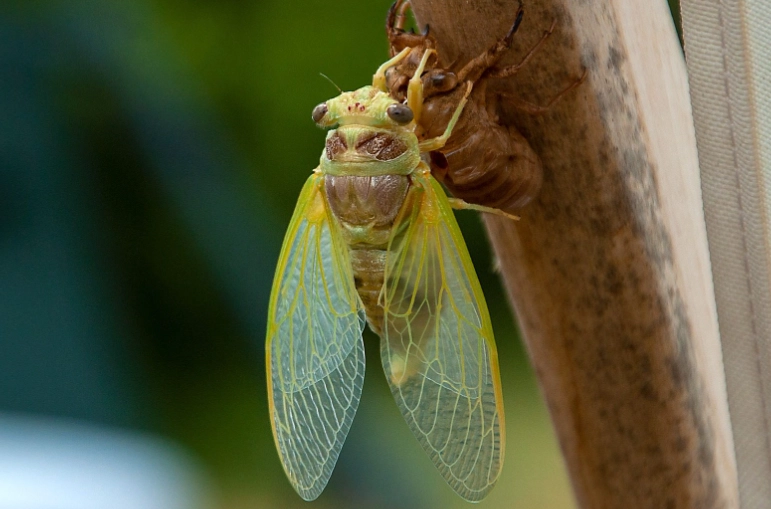 cicadas 2024