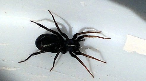 black house spider black house spider