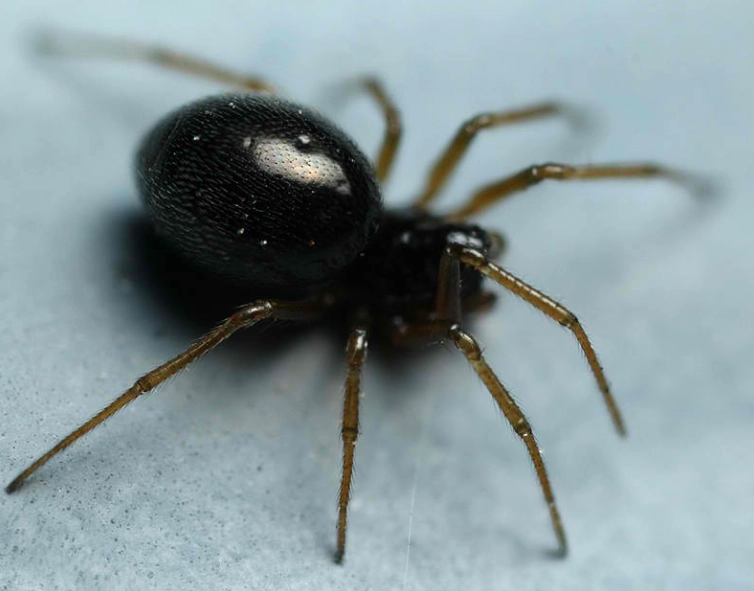 how to get rid of small black spiders how to get rid of small black spiders