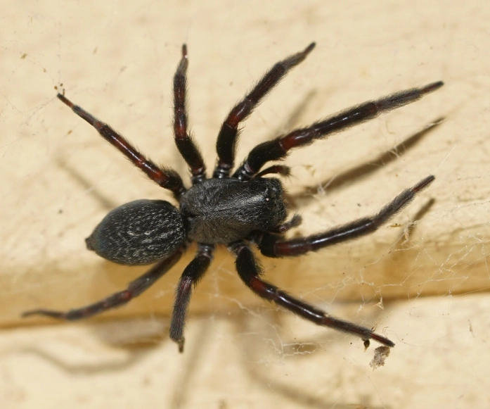 how to get rid of small black spiders how to get rid of small black spiders