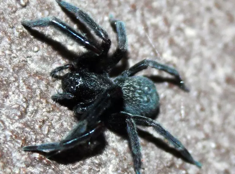 black house spider black house spider