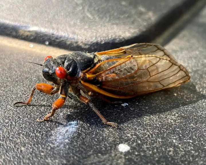 how to get rid of cicadas