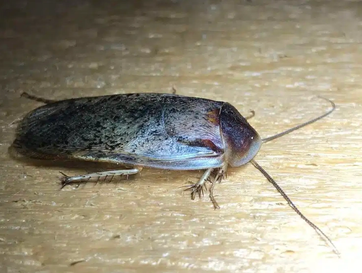 types of cockroaches in house