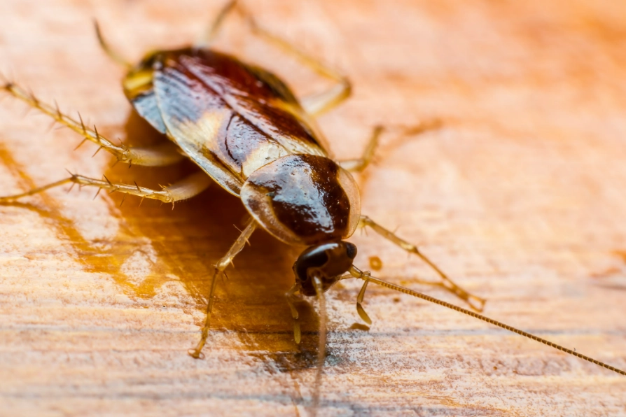 common house cockroaches