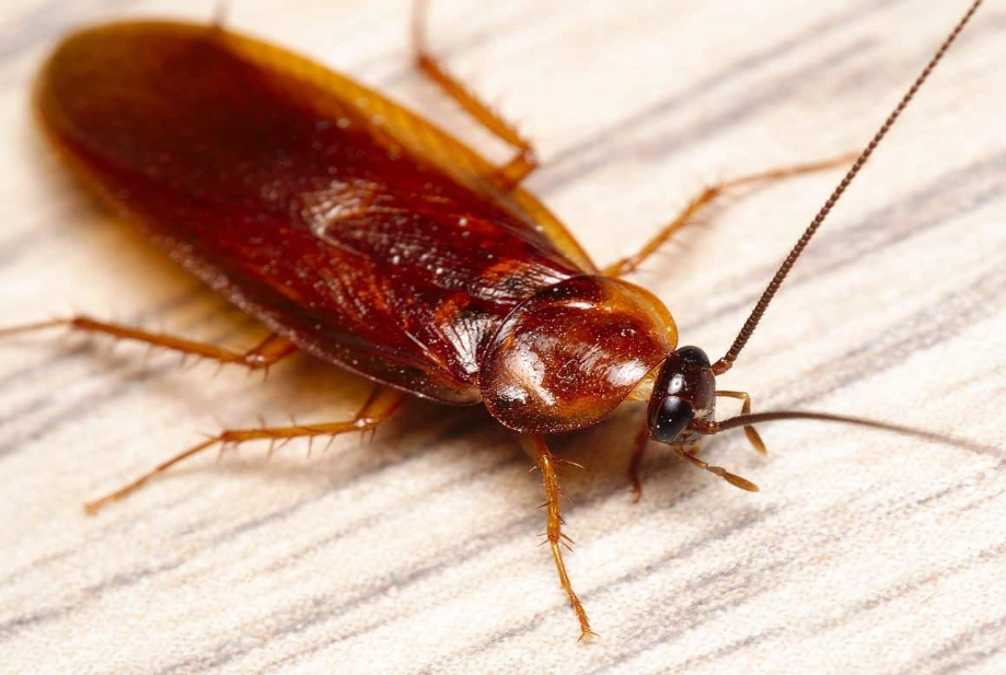 how to identify cockroaches