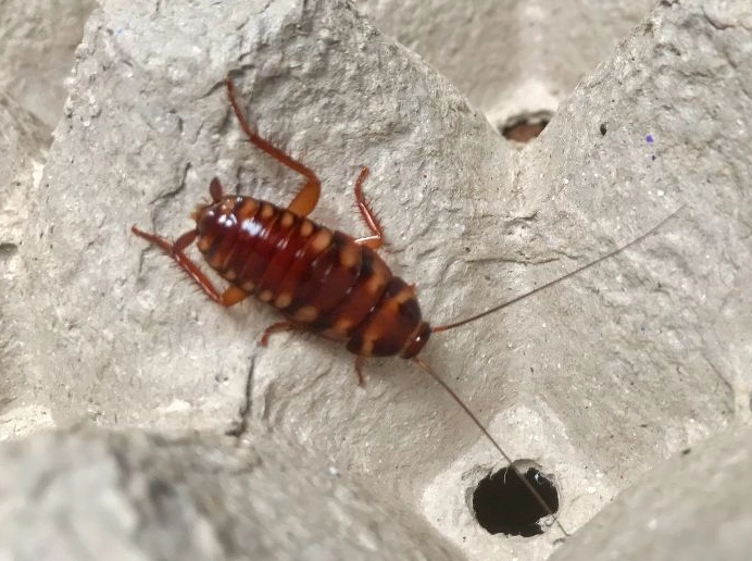 how to identify cockroaches