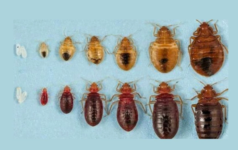 what do bed bug larvae look like