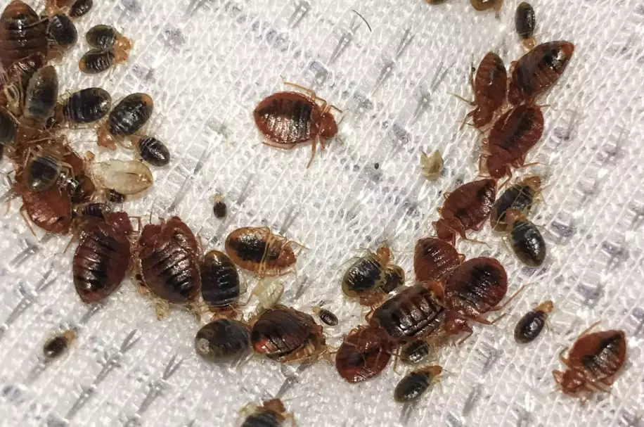 bed bug transmission