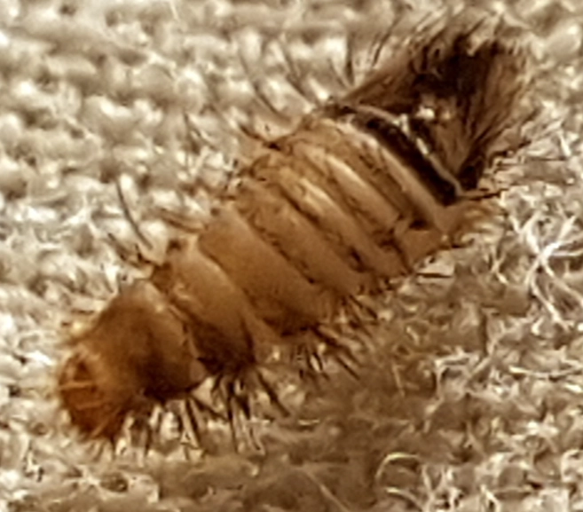 what do bed bug larvae look like