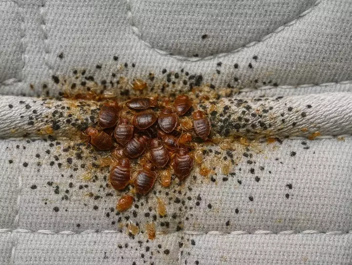 bed bug causes