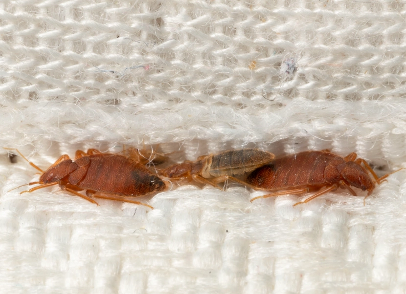 how to get bed bugs