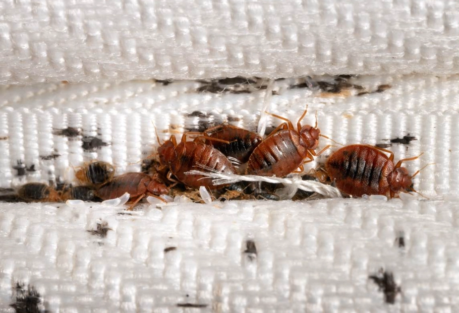 how to get bed bugs