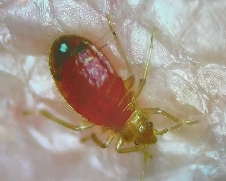 how to get rid of bed bug larvae