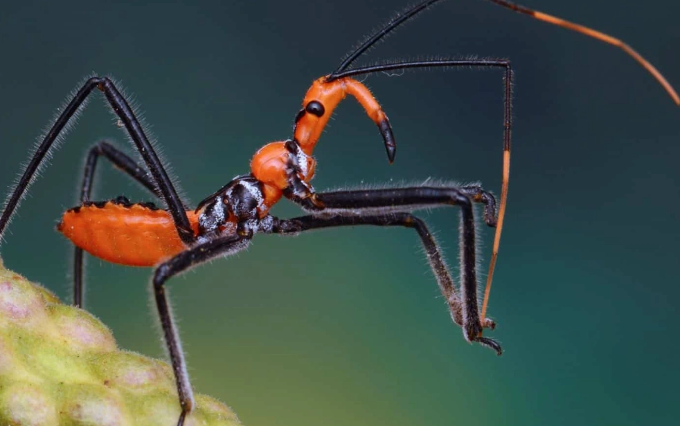 assassin bug vs kissing bug assassin bug vs kissing bug