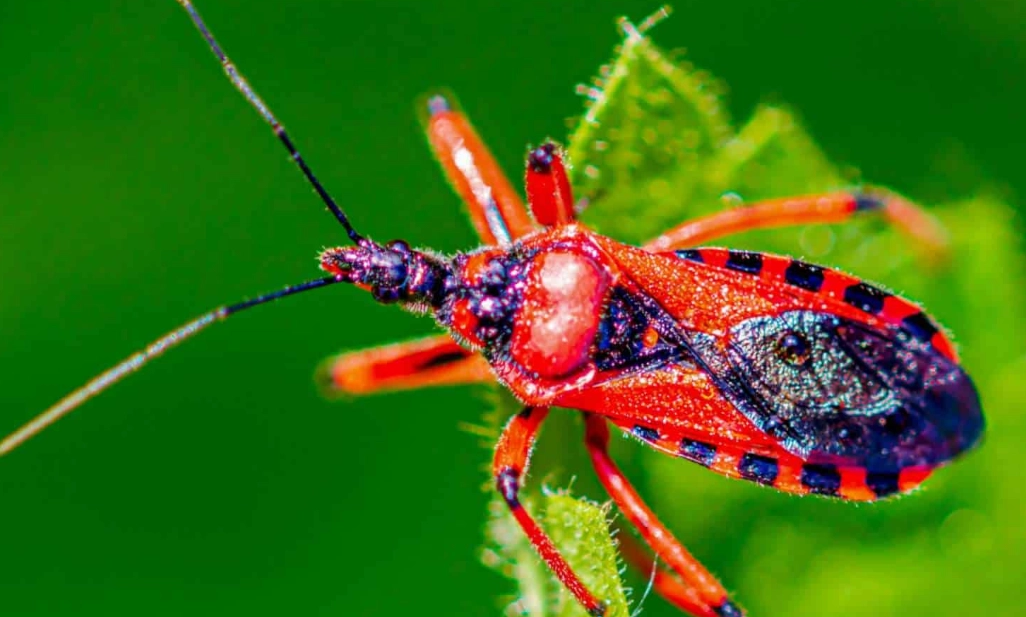 assassin bug assassin bug