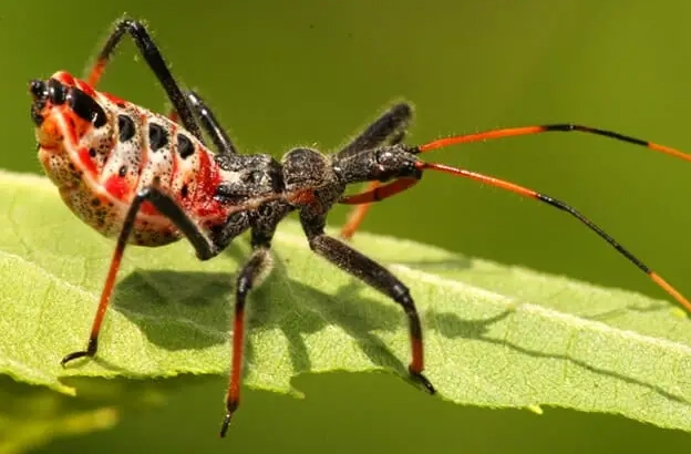 assassin bug assassin bug