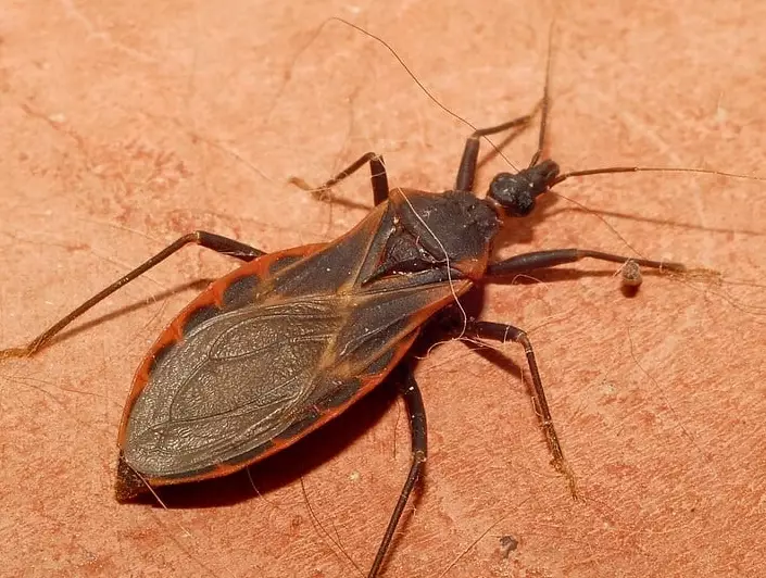 assassin bug vs kissing bug assassin bug vs kissing bug