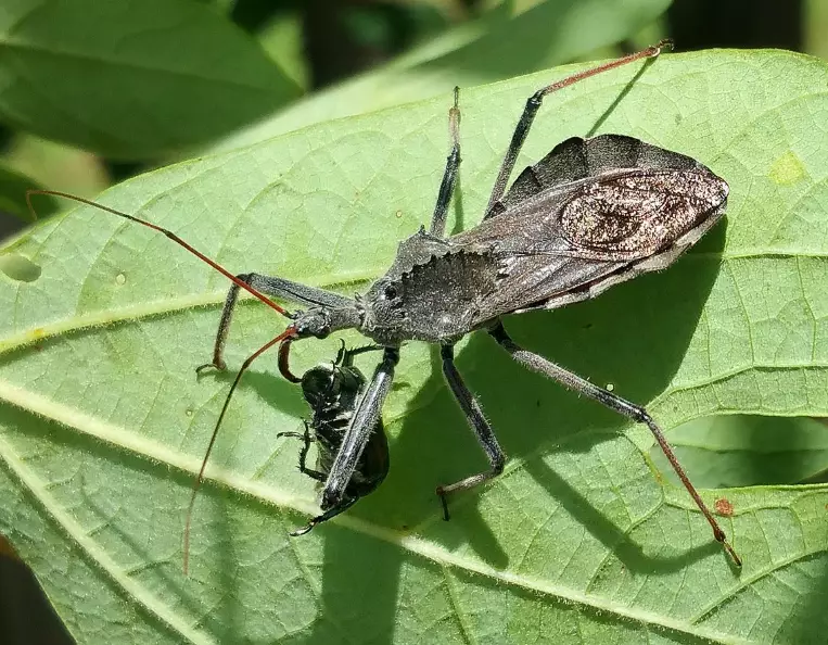 assassin bug bite assassin bug bite