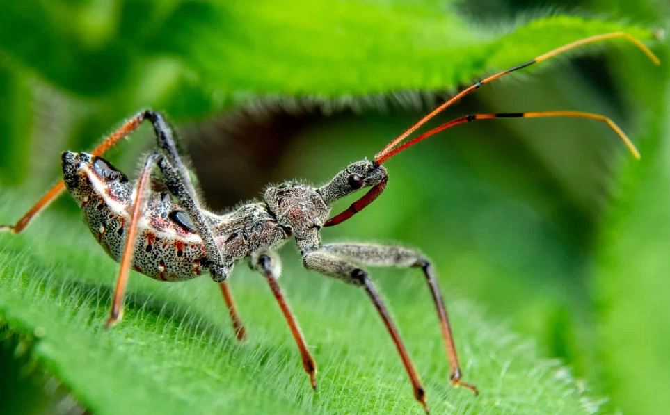 assassin bug bite assassin bug bite