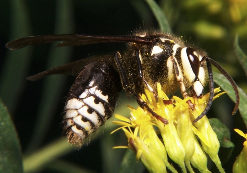 bald-faced hornet nest removal
