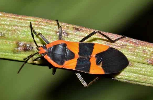 black and orange bug