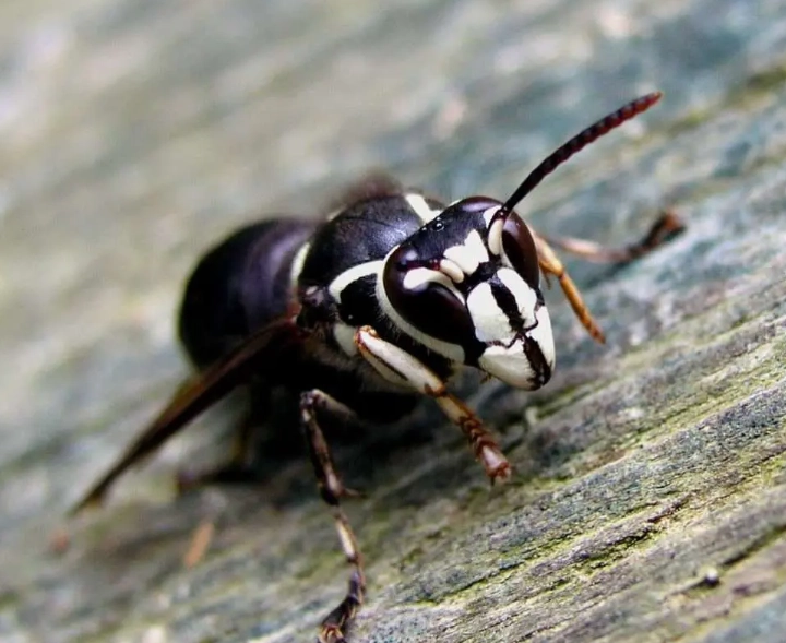 bald-faced hornet sting treatment