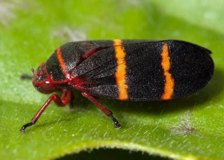 black and orange bug