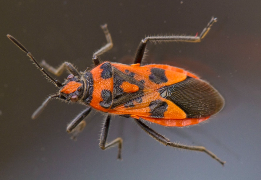 orange and black insect